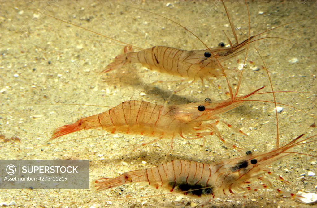 Common Prawn, Palaemon Serratus