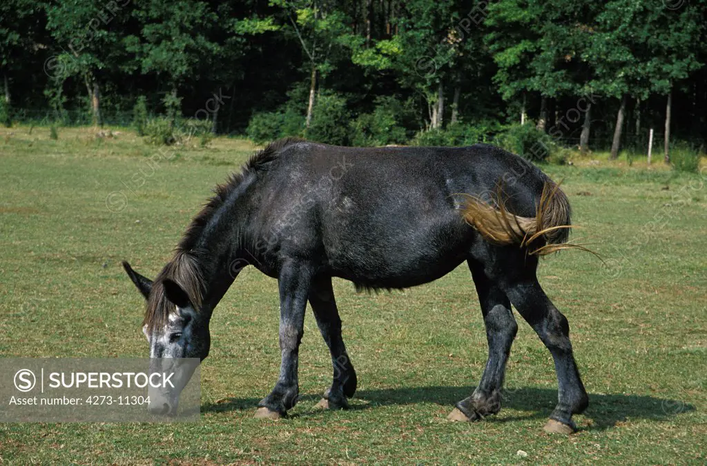 Mule Crossbreed Of A Male Donkey And A Female Horse