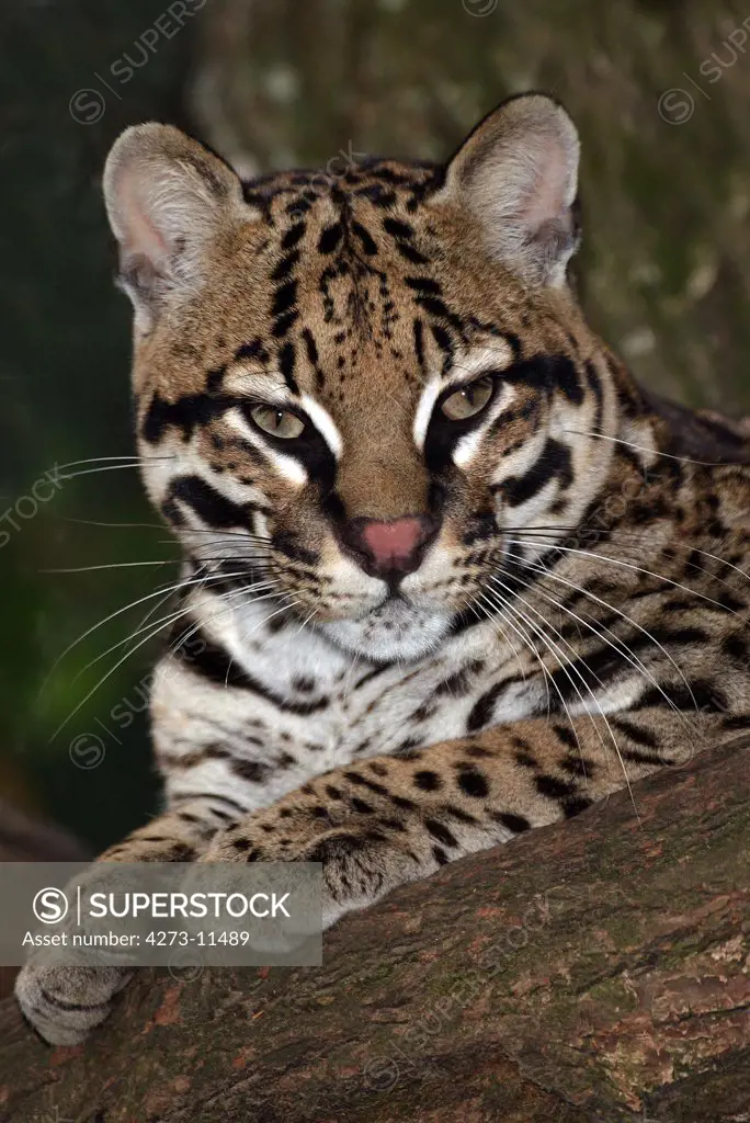 Ocelot Leopardus Pardalis, Adult Laying Down On Branch