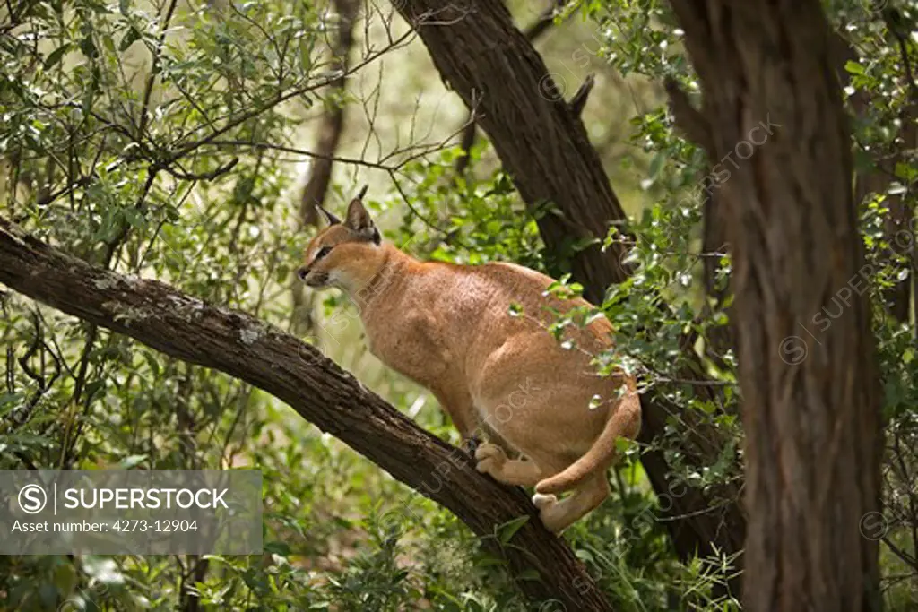 Caracal Caracal Caracal, Adult Standing On Branch, Namibia