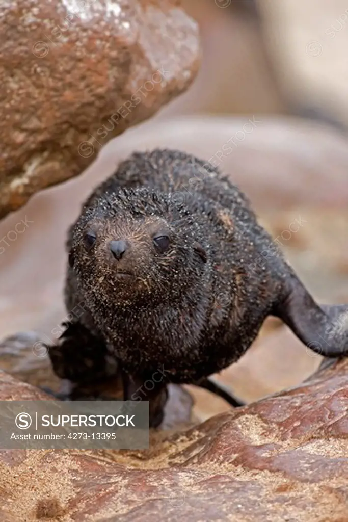 South African Fur Seal Arctocephalus Pusillus, Young On Rock, Cape Cross In Namibia