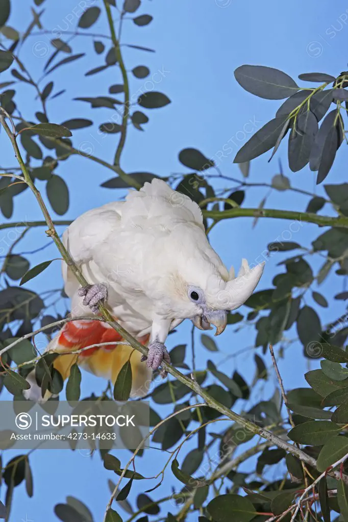 Philippine Cockatoo Or Red-Vented Cockatoo Cacatua Haematuropygia, Adult Standing On Branch