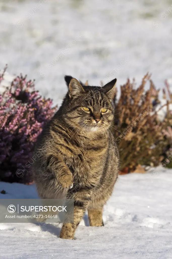 Brown Tabby Domestic Cat, Female Standing On Snow, Normandy