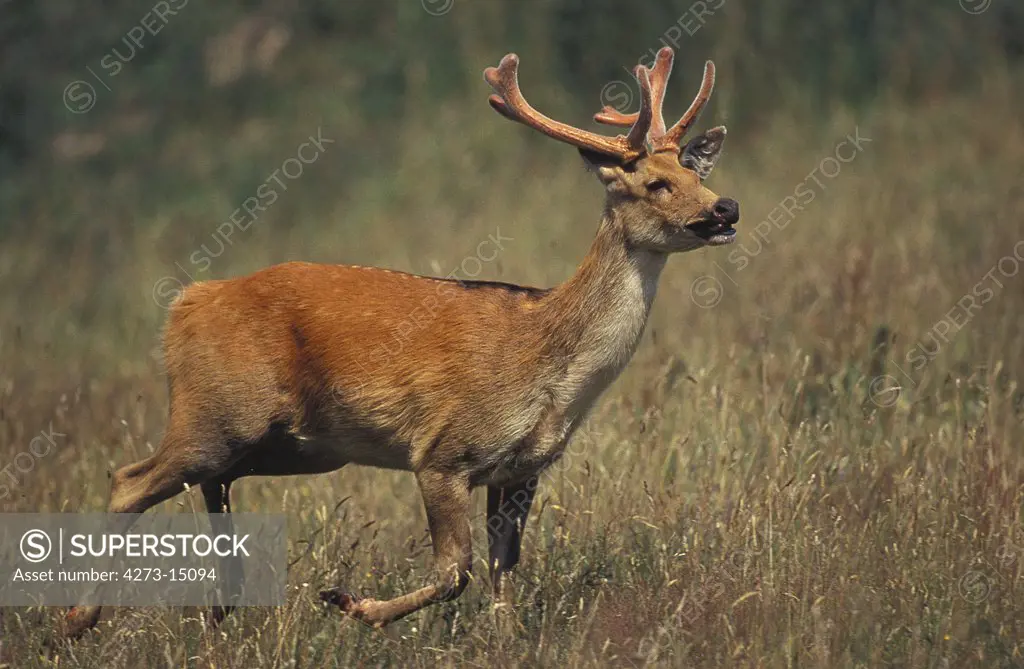 Barasingha Deer or Swamp Deer, cervus duvauceli, Male