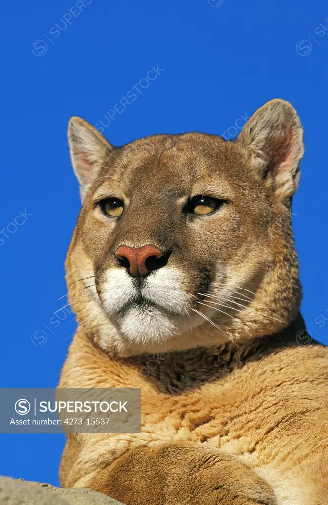 Cougar, puma concolor, Portrait of Adult against Blue Sky, Montana