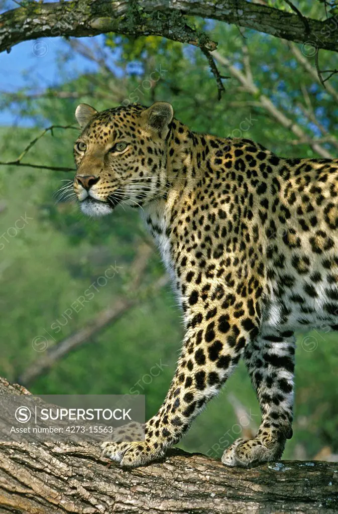 Leopard, panthera pardus, Adult standing on Branch, Kenya