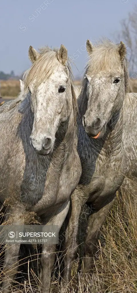 Camargue Horse, Horses standing in Swamp, Saintes Marie de la Mer in South East of France