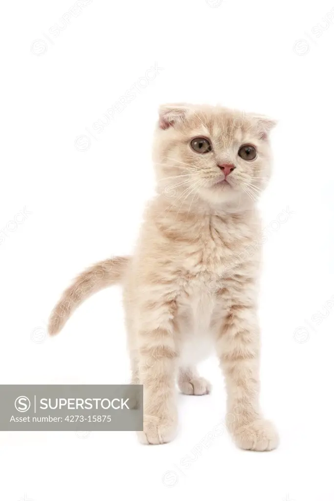 Cream Scottish Fold Domestic Cat, 2 Months old Kitten standing against White Background