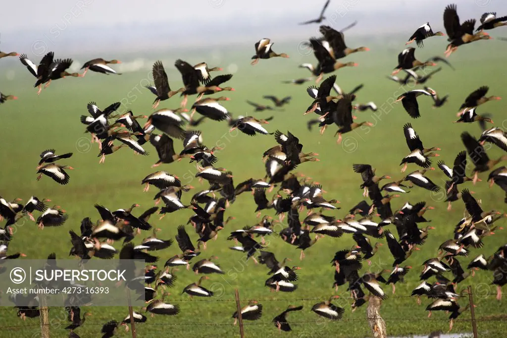 Red-Billed Whistling Duck,  dendrocygna automnalis, Group in Flight, Los Lianos in Venezuela