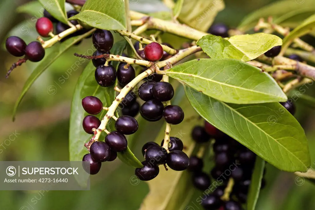 Cherry Laurel or Laurel Cherry, prunus laurocerasus, Tree in Normandy