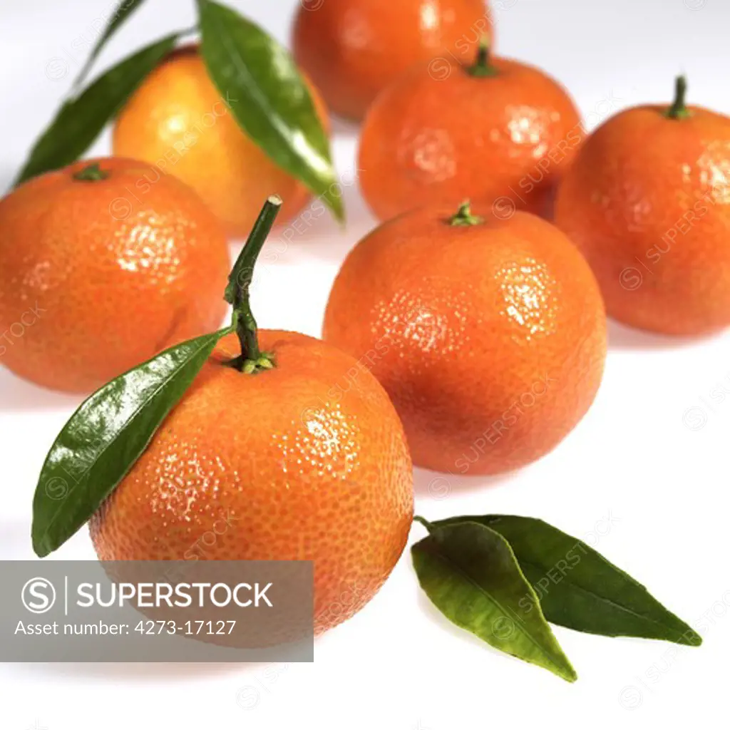 Clementine, citrus reticulata, Fruit against White Background