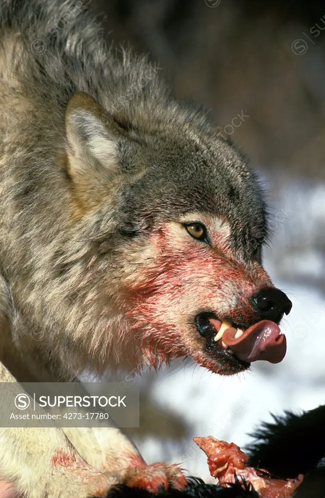 North American Grey Wolf, canis lupus occidentalis, Bloody Portrait of Adult Snarling, on a Kill, Canada