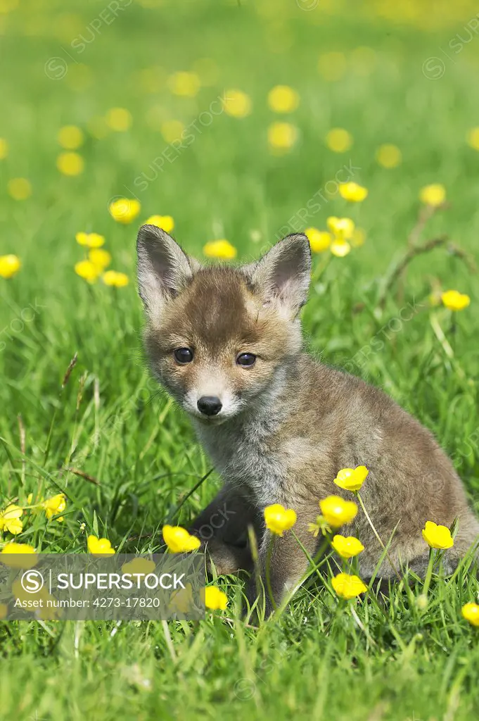 Red Fox, vulpes vulpes, Pup sitting in Flowers, Normandy