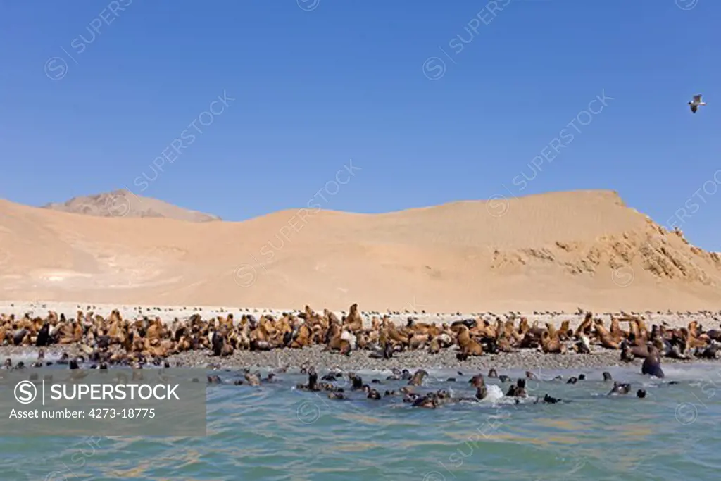 South American Sea Lion or Southern Sea Lion, Colony standing on Beach, otaria byronia, Paracas National Park in Peru