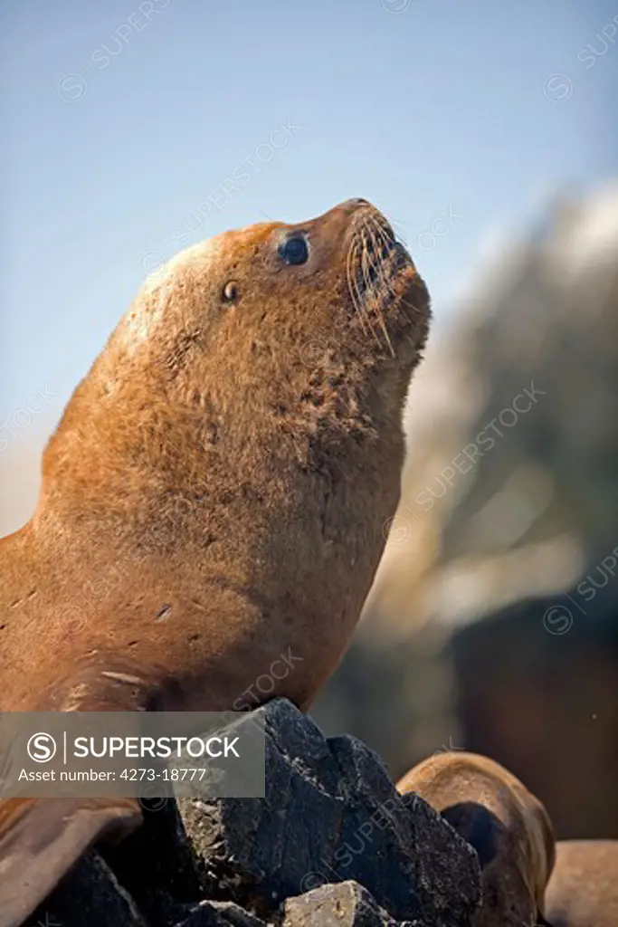 South American Sea Lion or Southern Sea Lion, Male standing on Rocks, otaria byronia, Paracas National Park in Peru