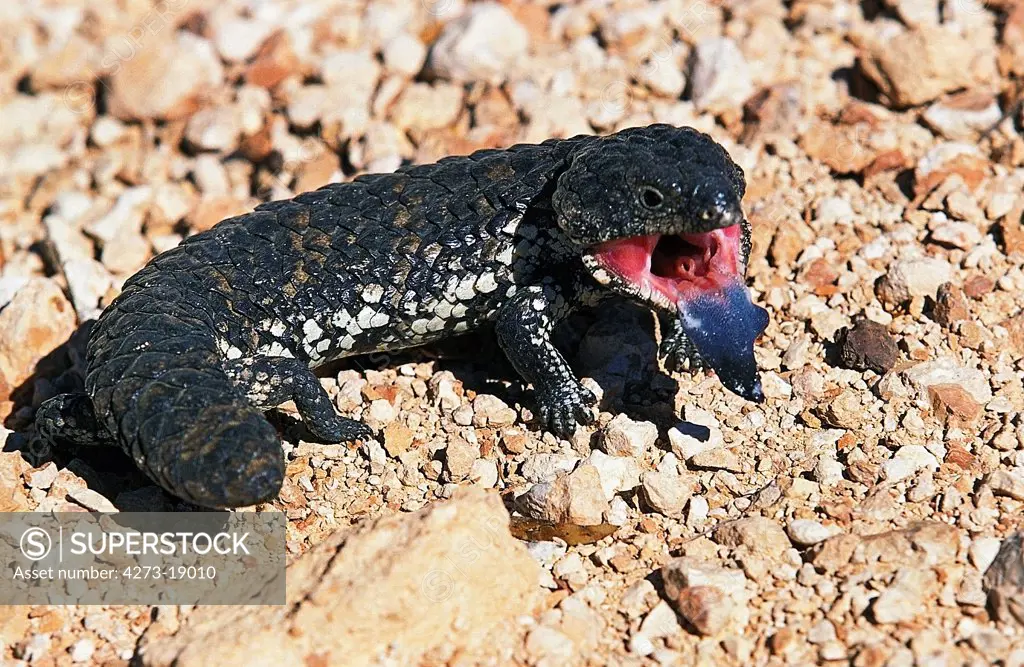 Stump Tailed Skink, tiliqua rugosa, Adult with Tongue out in Defensive Posture, Australia