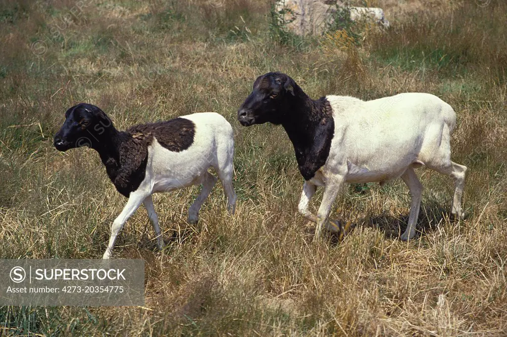 Somali Domestic Sheep or Berbera Blackhead Sheep    