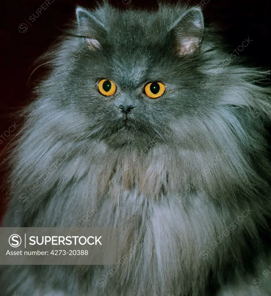 Blue Persian Domestic Cat, Portrait of Adult