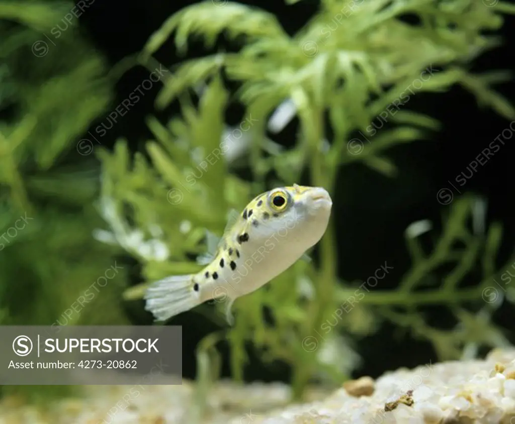 Spotted Green Puffer Fish, tetraodon fluviatilis