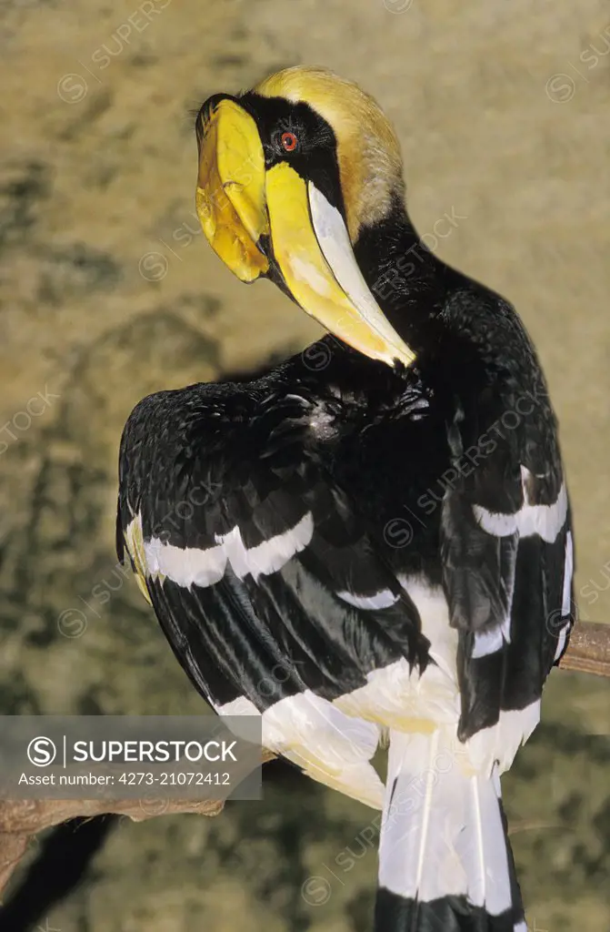 Great Hornbill,   buceros bicornis, Grooming behaviour  