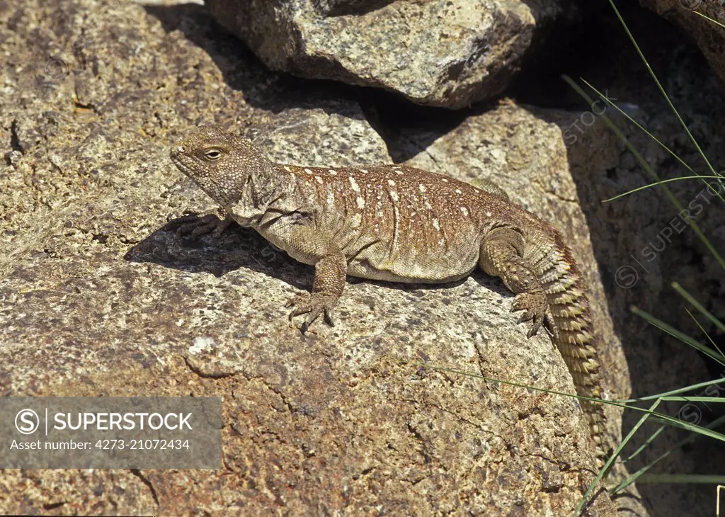 Bent's Spiny-Tailed LIzard,   uromastyx benti, Adult standing on Stone  