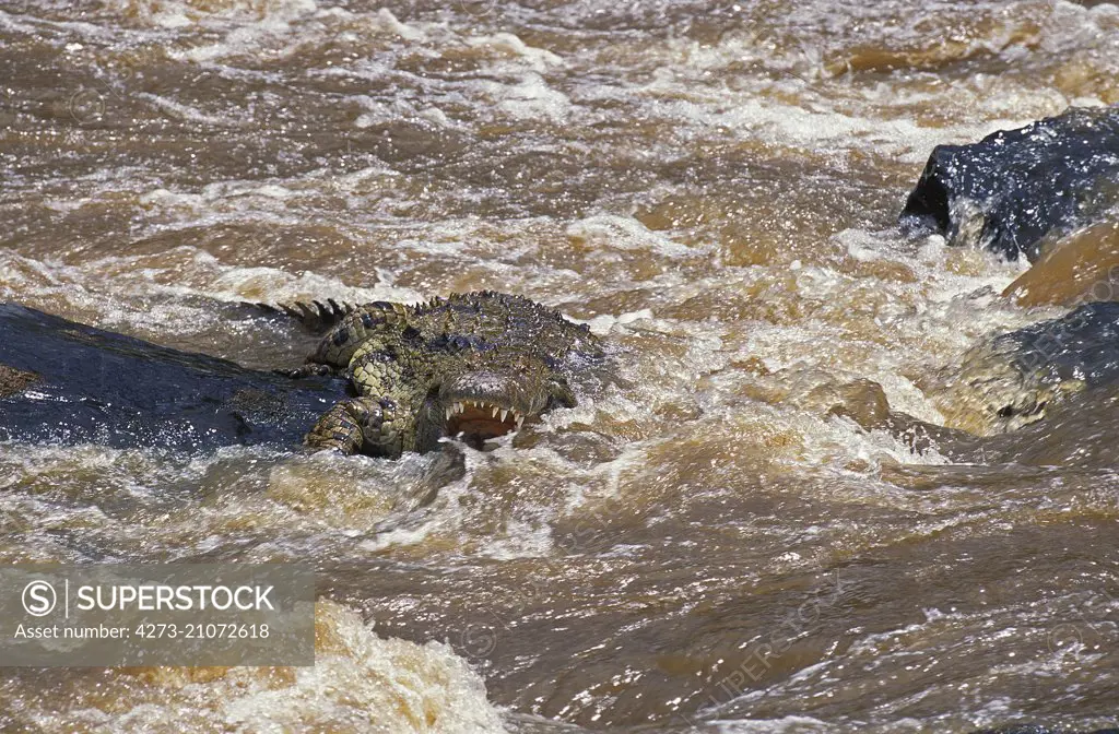 Nile Crocodile,   crocodylus niloticus, standing in River, Masai Mara Park in Kenya  