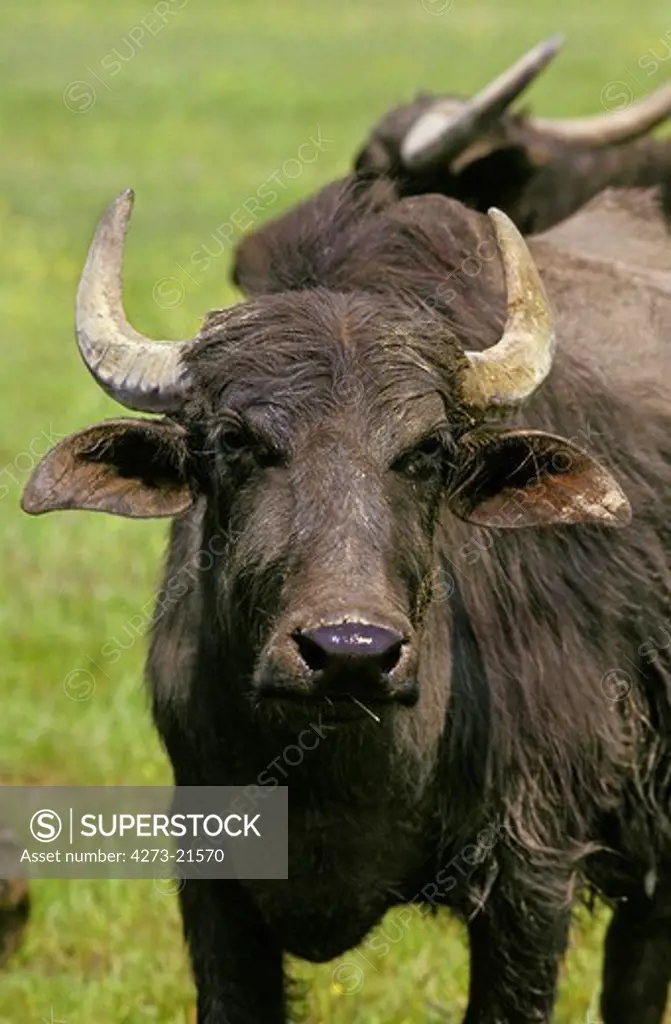 Asian Water Buffalo, bubalus arnee, Adult