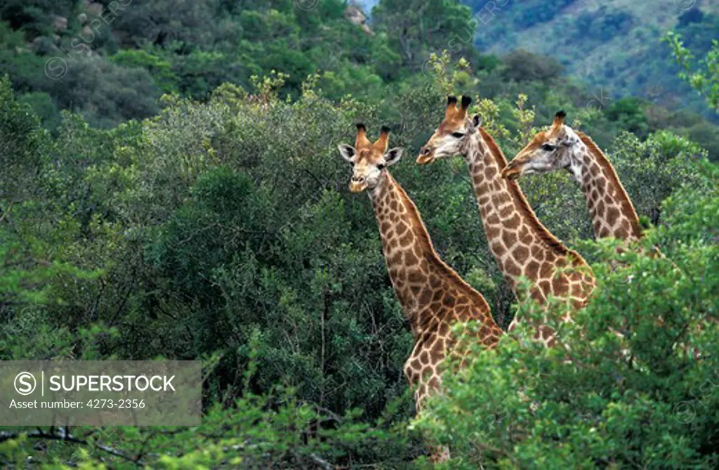 Rothschild'S Giraffe, Giraffa Camelopardalis Rothschildi, Herb Emerging From Trees, Kenya