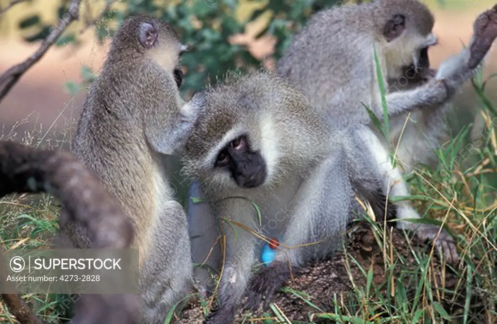 Vervet Monkey Cercopithecus Aethiops, Group Grooming, Kenya