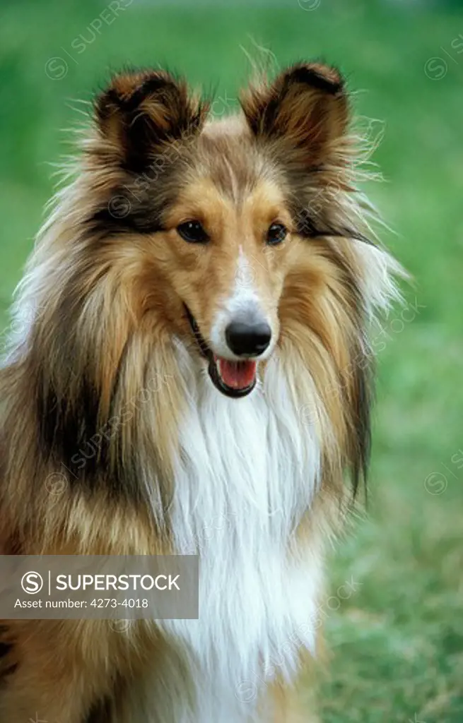 Shetland Sheepdog, Portrait Of Adult