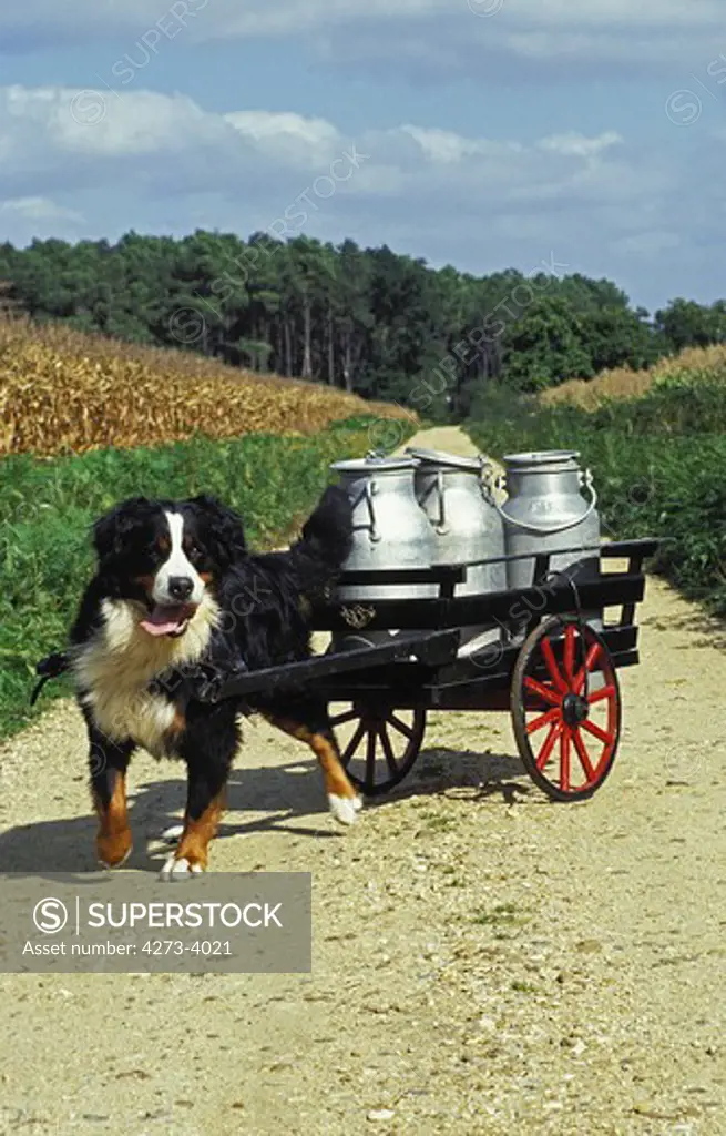 What Is Bernese Mountain Dog Carting? All You Need to Know!