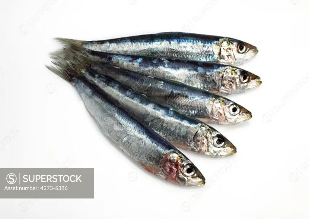 Fresh Sardines Against White Background