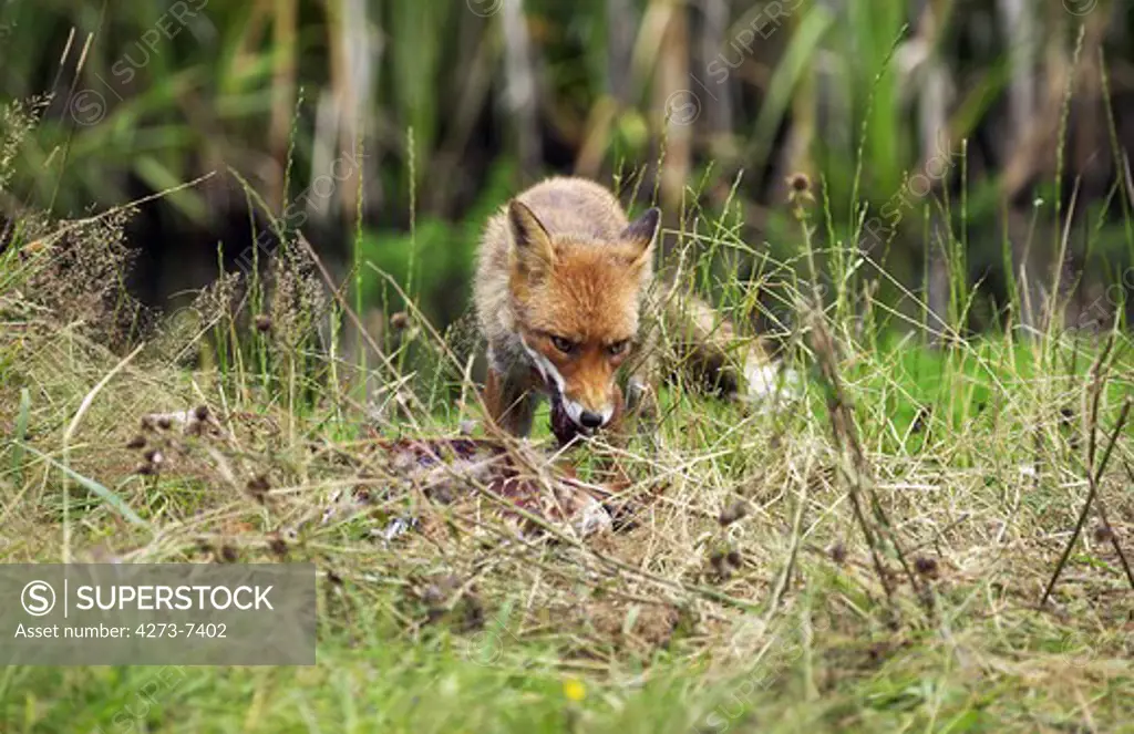 Red Fox, Vulpes Vulpes, Adult Killing A Common Pheasant Phasianus Colchicus, Normandy