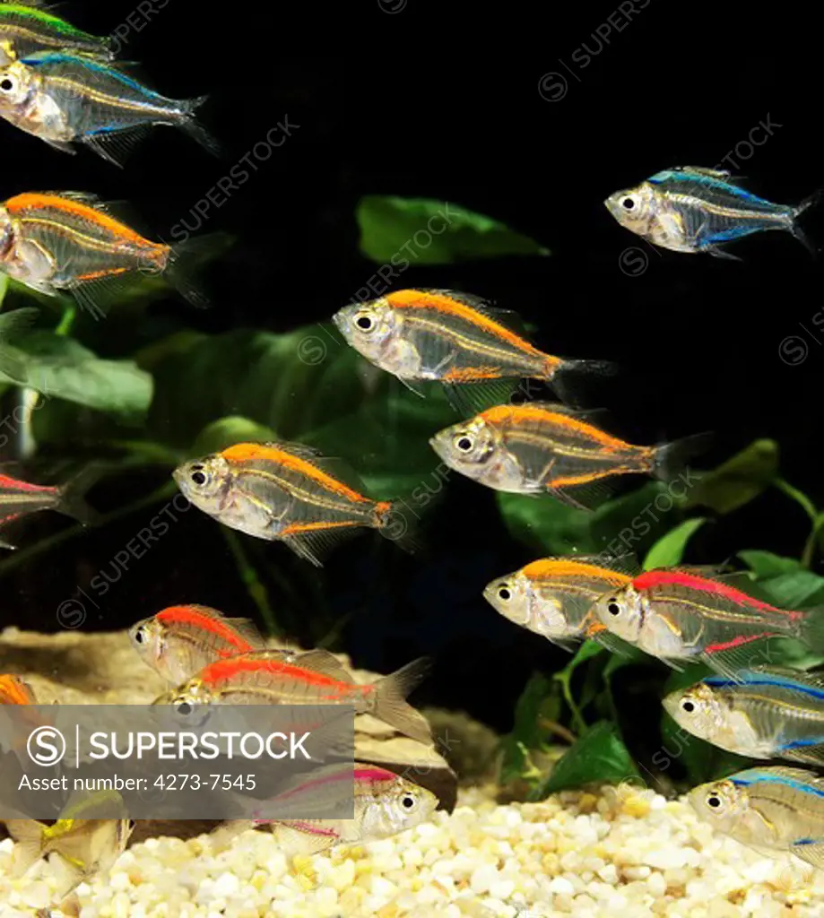 Glassfish, Chanda Ranga Color, Adult