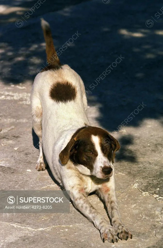 Domestic Dog, Adult Stretching