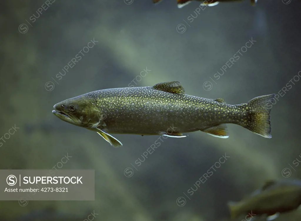 Arctic Char, Salvelinus Alpinus, Underwater View