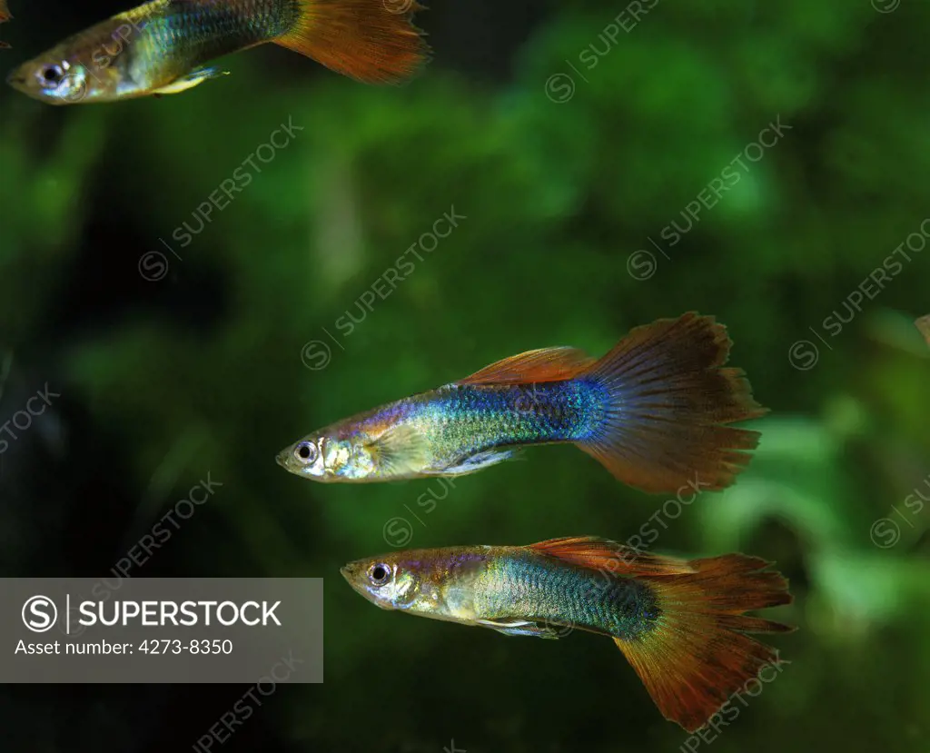 Guppy, Poecilia Reticulata, Aquarium Fishes