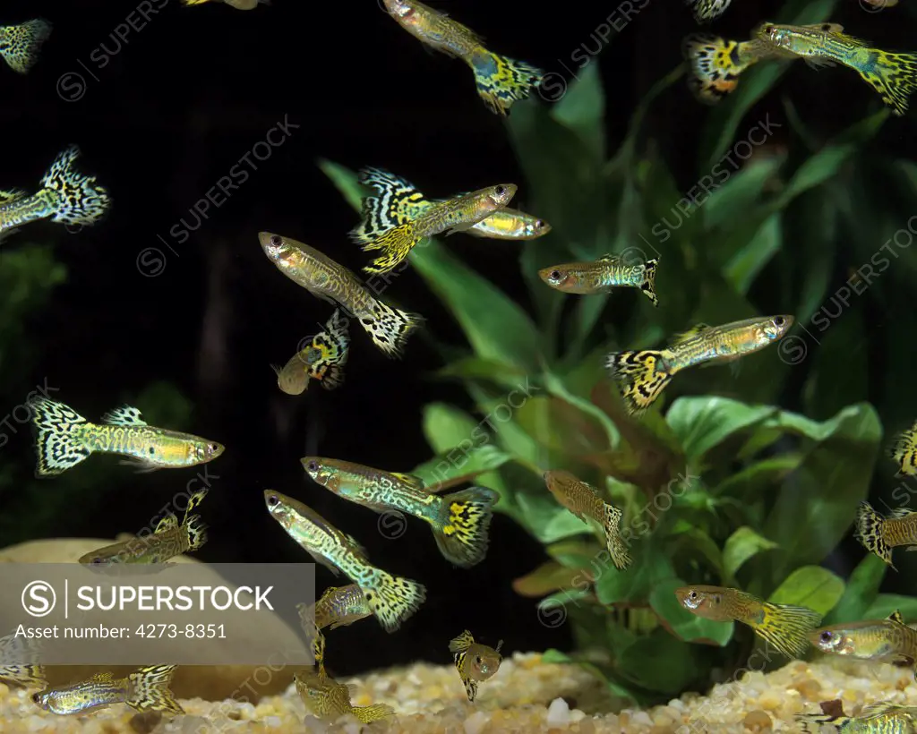 Guppy Poecilia Reticulata