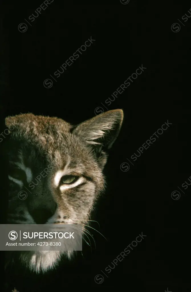 European Lynx, Felis Lynx, Portrait Of Adult Against Black Background