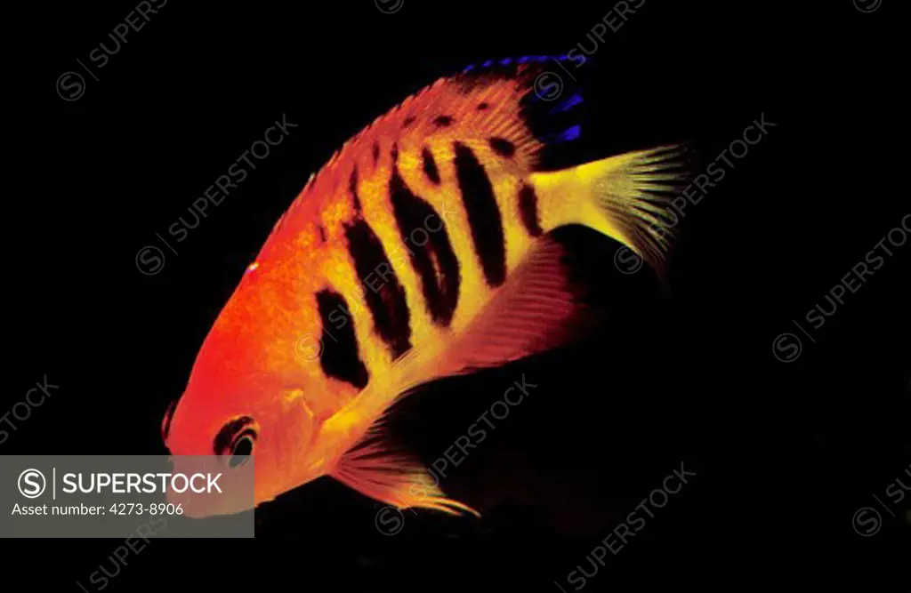 Flame Angelfish, Centropyge Loriculus, Adult Against Black Background