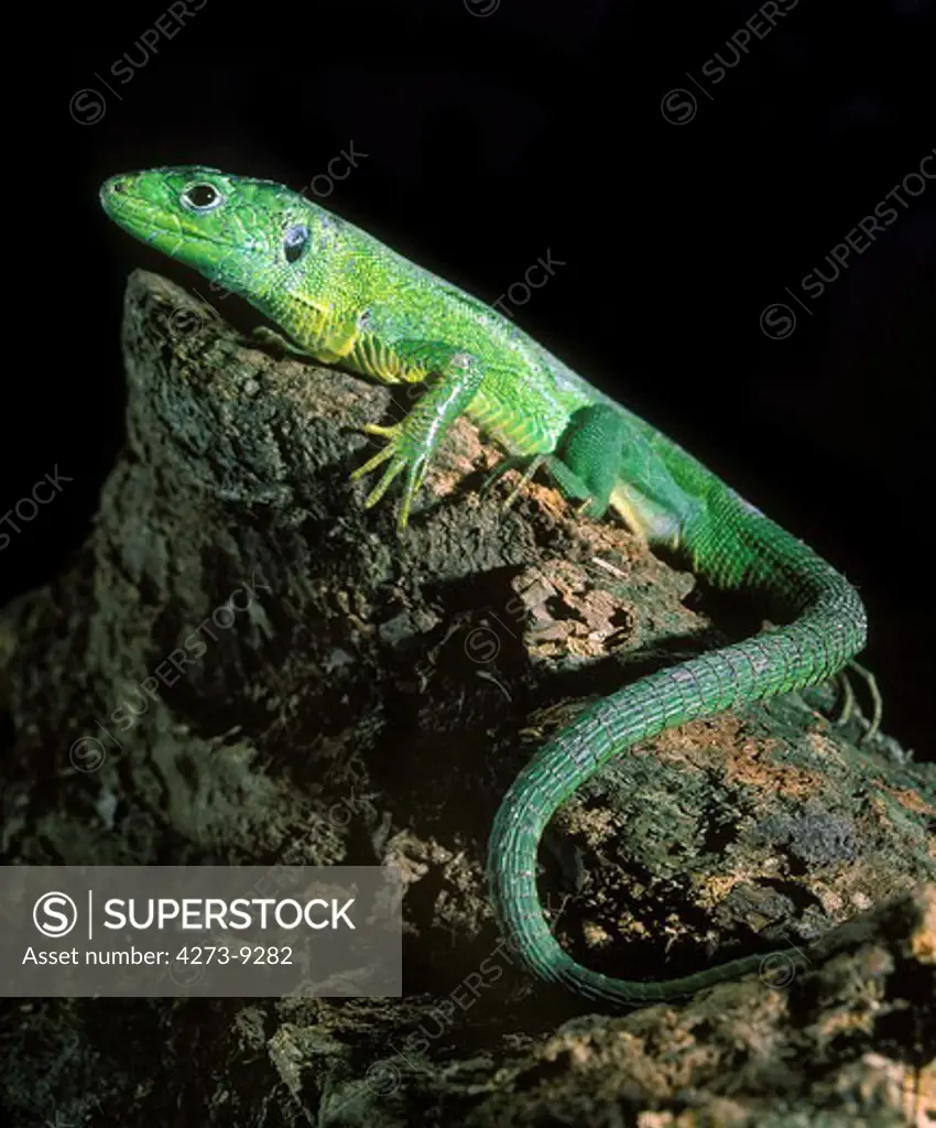 Green Lizard Lacerta Viridis, Adult