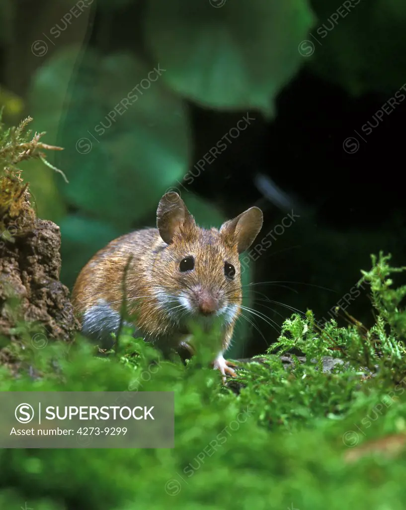 Yellow Necked Mouse, Apodemus Flavicollis, Adult Standing On Moss