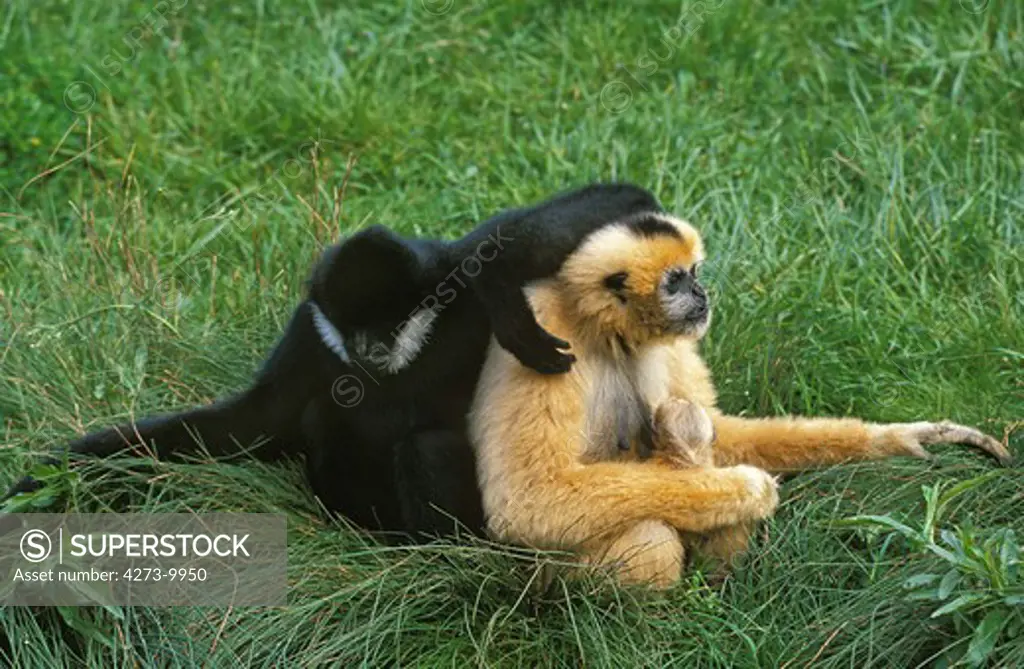 Concolor Gibbon Or White Cheeked Gibbon Hylobates Concolor, Pair With Young