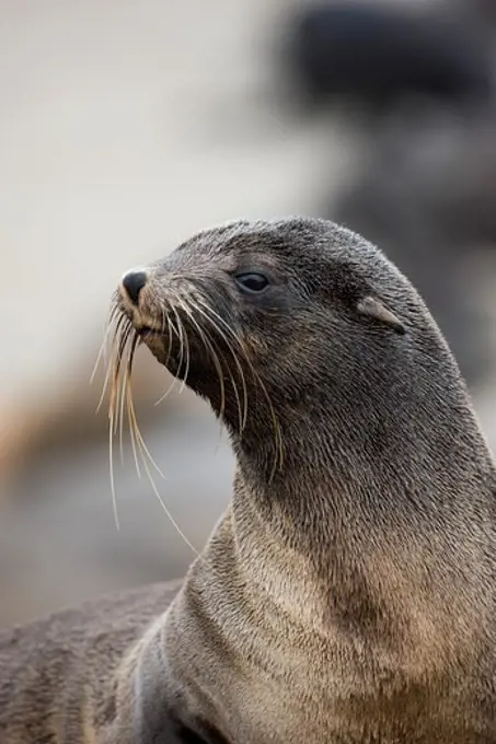 South African Fur Seal Arctocephalus Pusillus, Portrait Of Female, Cape Cross In Namibia