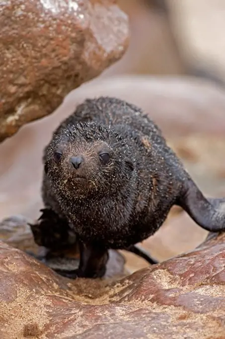 South African Fur Seal Arctocephalus Pusillus, Young On Rock, Cape Cross In Namibia