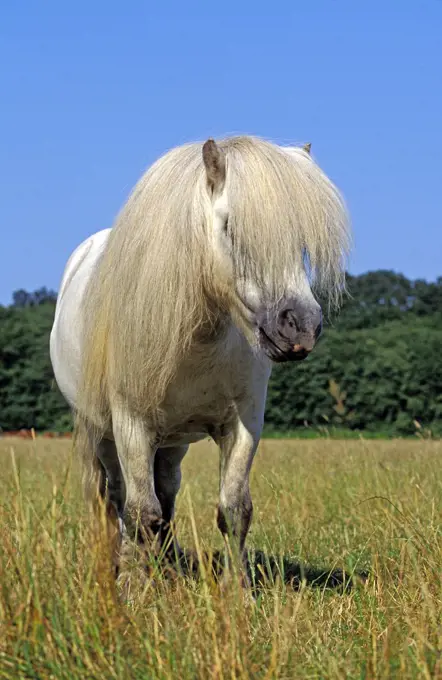 Shteland Pony, Adult with long Mane