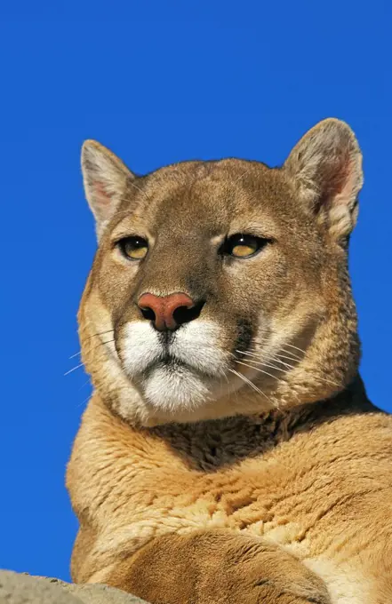 Cougar, puma concolor, Portrait of Adult against Blue Sky, Montana