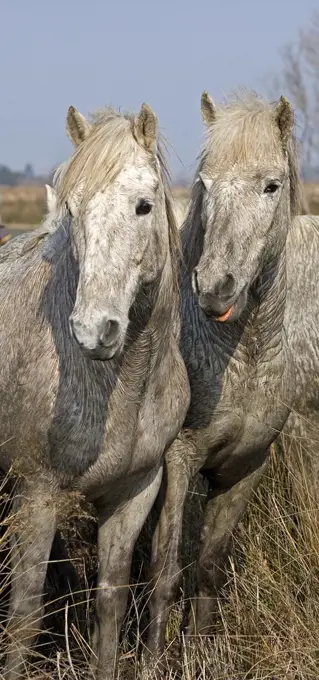 Camargue Horse, Horses standing in Swamp, Saintes Marie de la Mer in South East of France