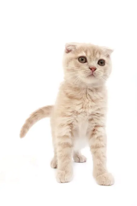 Cream Scottish Fold Domestic Cat, 2 Months old Kitten standing against White Background