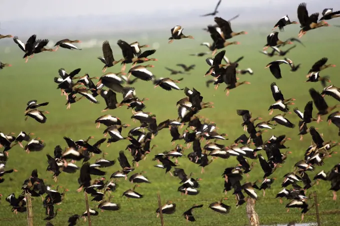 Red-Billed Whistling Duck,  dendrocygna automnalis, Group in Flight, Los Lianos in Venezuela